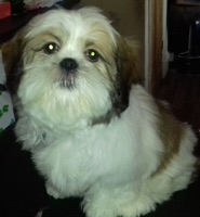 dog grooming picture