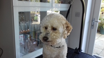 dog grooming picture