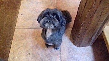 dog grooming picture