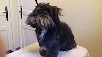 dog grooming picture