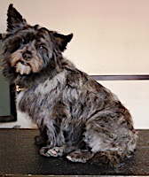 dog grooming picture