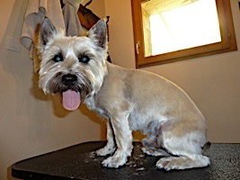 dog grooming picture