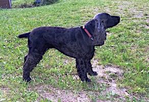 dog grooming picture