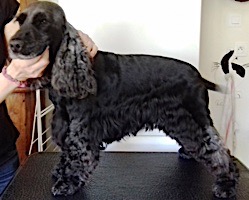 dog grooming picture
