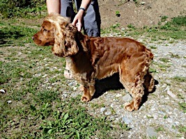dog grooming picture