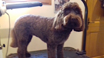 dog grooming picture