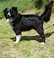 dog grooming picture