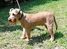 dog grooming picture