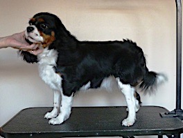 dog grooming picture