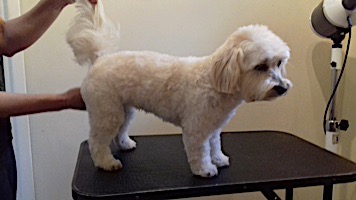 dog grooming picture