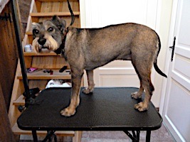 dog grooming picture