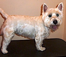 dog grooming picture