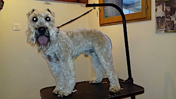dog grooming picture