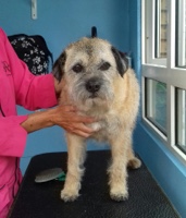 dog grooming picture