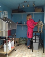 dog grooming picture