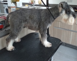 dog grooming picture